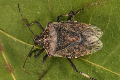 <i>Halyomorpha halys</i>