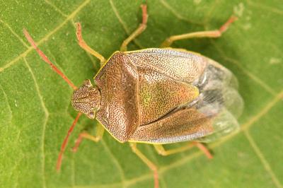 <i>Piezodorus lituratus</i>