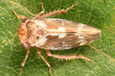 <i>Balcanocerus pruni</i>