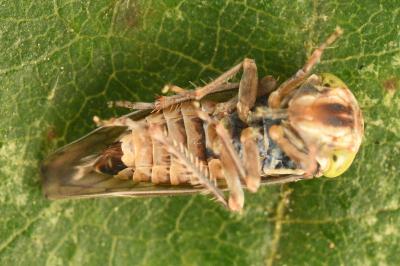 <i>Acericerus ribauti</i>