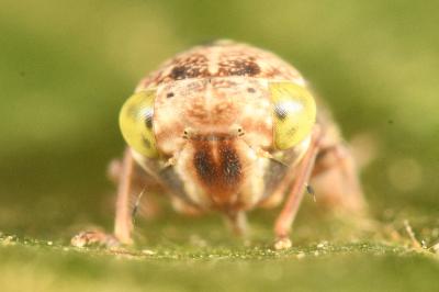<i>Acericerus ribauti</i>
