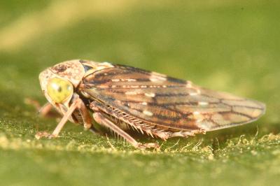 <i>Acericerus ribauti</i>