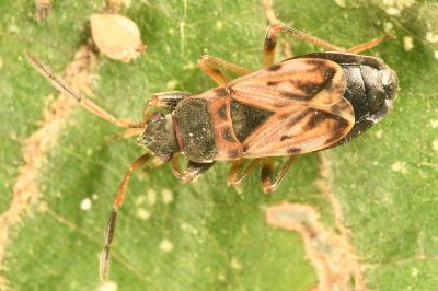 Scolopostethus affinis