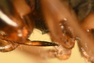 <i>Scolopostethus affinis</i>