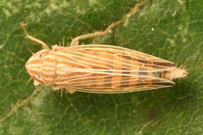 <i>Mocydia crocea</i>