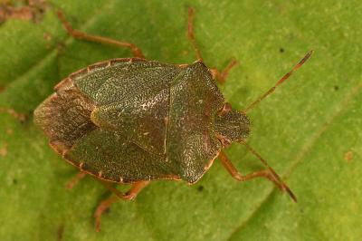 <i>Palomena prasina</i>