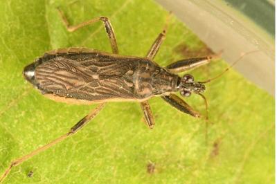 <i>Himacerus major</i>