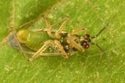 <i>Dicyphus globulifer</i>