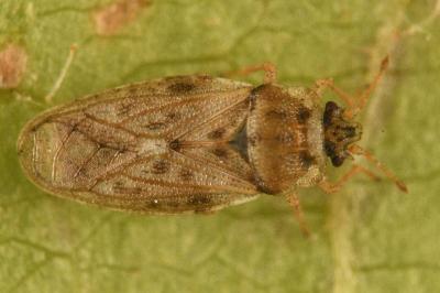 <i>Piesma maculatum</i>