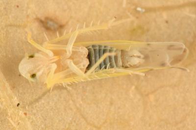 <i>Ribautiana tenerrima</i>