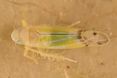 <i>Ribautiana tenerrima</i>