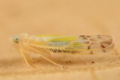 <i>Ribautiana tenerrima</i>