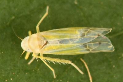 <i>Ribautiana tenerrima</i>