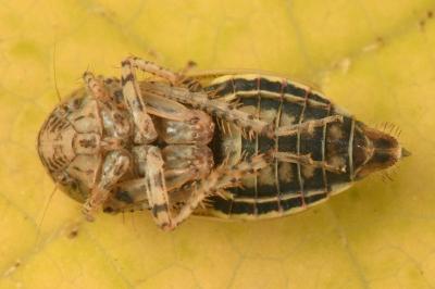 <i>Streptanus aemulans</i>