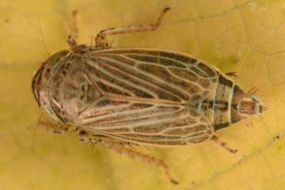<i>Streptanus aemulans</i>