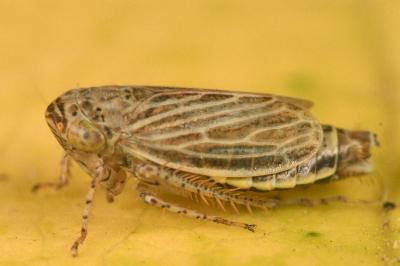 <i>Streptanus aemulans</i>