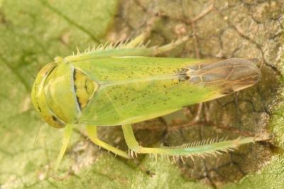 <i>Opsius stactogalus</i>