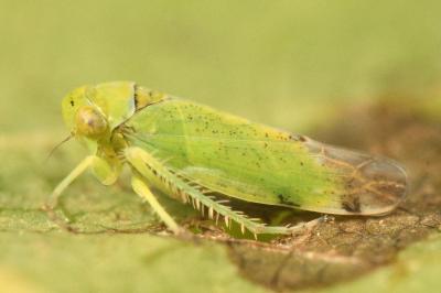 <i>Opsius stactogalus</i>