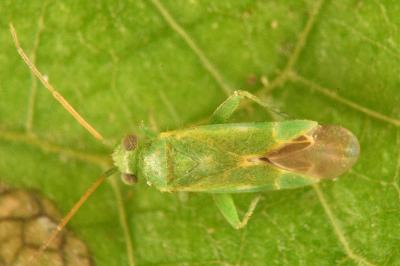 <i>Tuponia hippophaes</i>