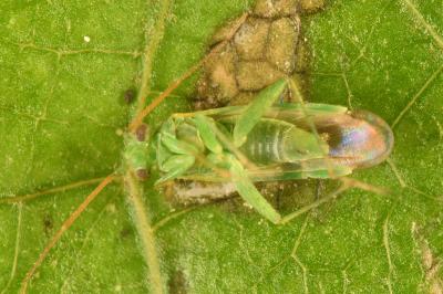 <i>Tuponia hippophaes</i>