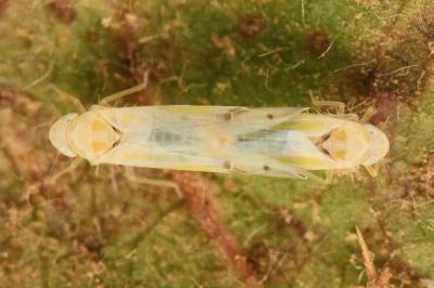 <i>Ribautiana tenerrima</i>