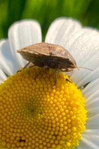 <i>Eurygaster maura</i>