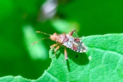 <i>Rhopalus subrufus</i>
