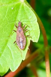 <i>Himacerus mirmicoides</i>
