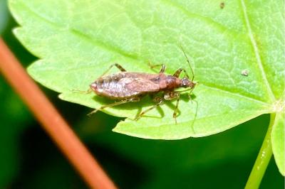 <i>Himacerus mirmicoides</i>