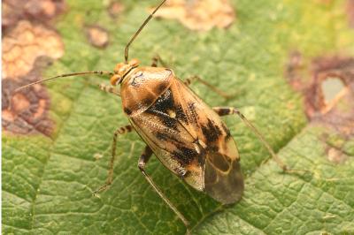 <i>Lygus pratensis</i>