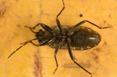 <i>Peritrechus nubilus</i>