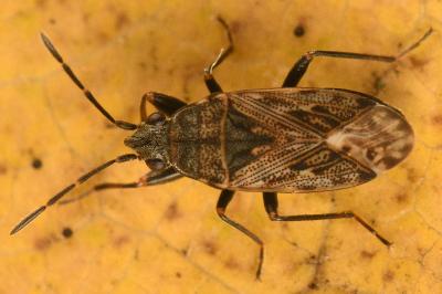 <i>Peritrechus nubilus</i>
