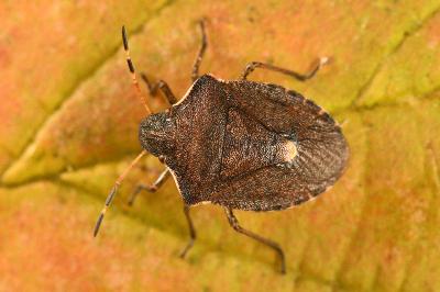 <i>Peribalus strictus</i>