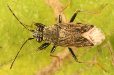 <i>Peritrechus gracilicornis</i>