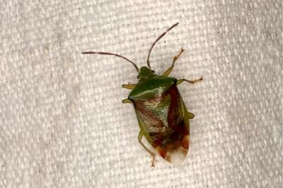 <i>Elasmostethus</i>