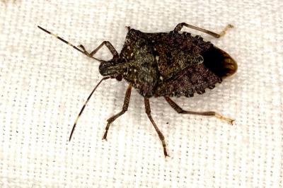 <i>Halyomorpha halys</i>