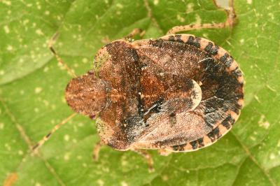 <i>Dyroderes umbraculatus</i>