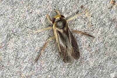 <i>Sigara</i>