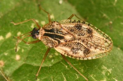 <i>Dictyla humuli</i>