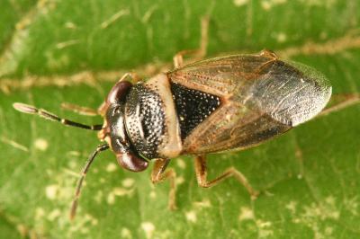 <i>Geocoris megacephalus</i>