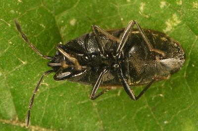 <i>Drymus sylvaticus</i>