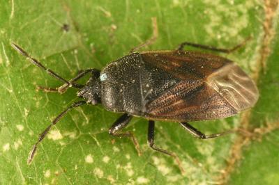 <i>Drymus sylvaticus</i>