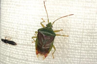 <i>Elasmostethus</i>