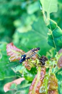 <i>Miris striatus</i>