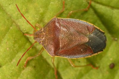 <i>Piezodorus lituratus</i>