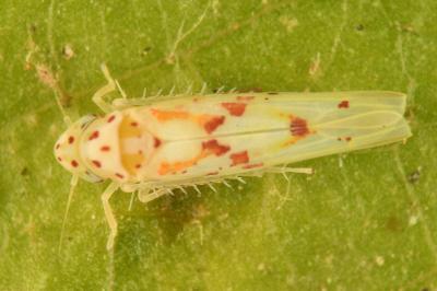 <i>Zygina rorida</i>