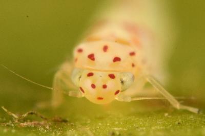 <i>Zygina rorida</i>