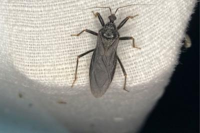 <i>Reduvius personatus</i>