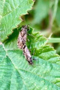 <i>Heterogaster urticae</i>