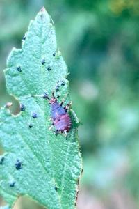 <i>Deraeocoris ruber</i>